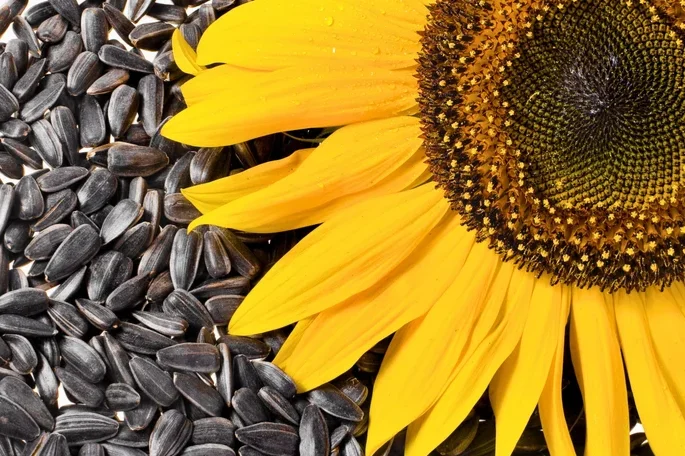 5 kg de Graines de Tournesol noir Français BIO